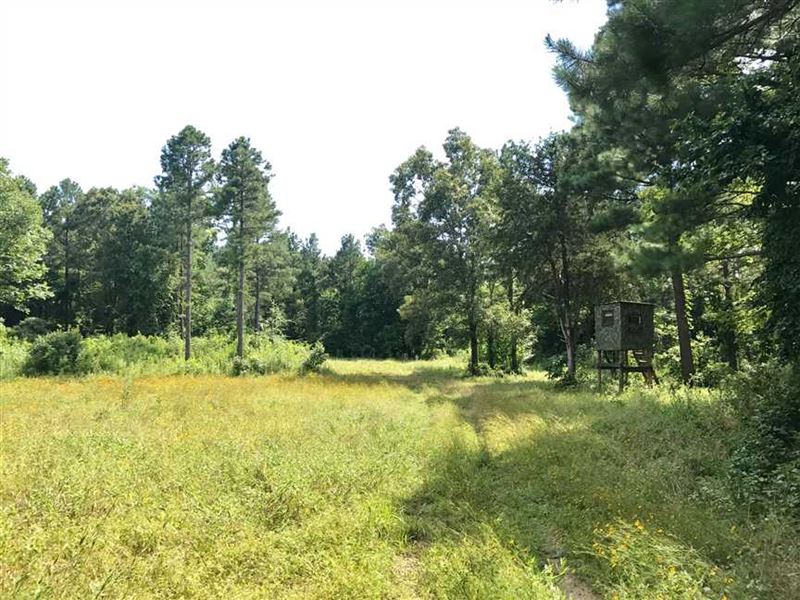70 Acre Timber and Recreational : Ola : Yell County : Arkansas