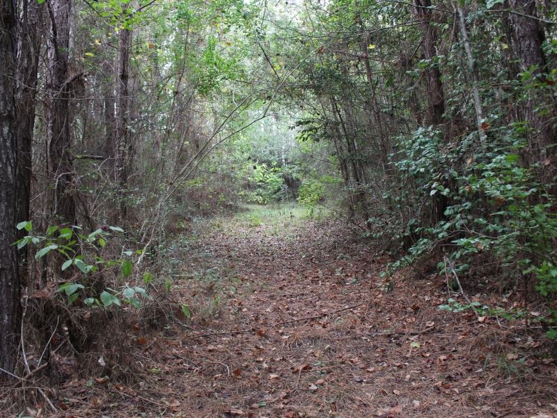 50 Acres in Copiah County, Ms : Hazlehurst : Copiah County : Mississippi