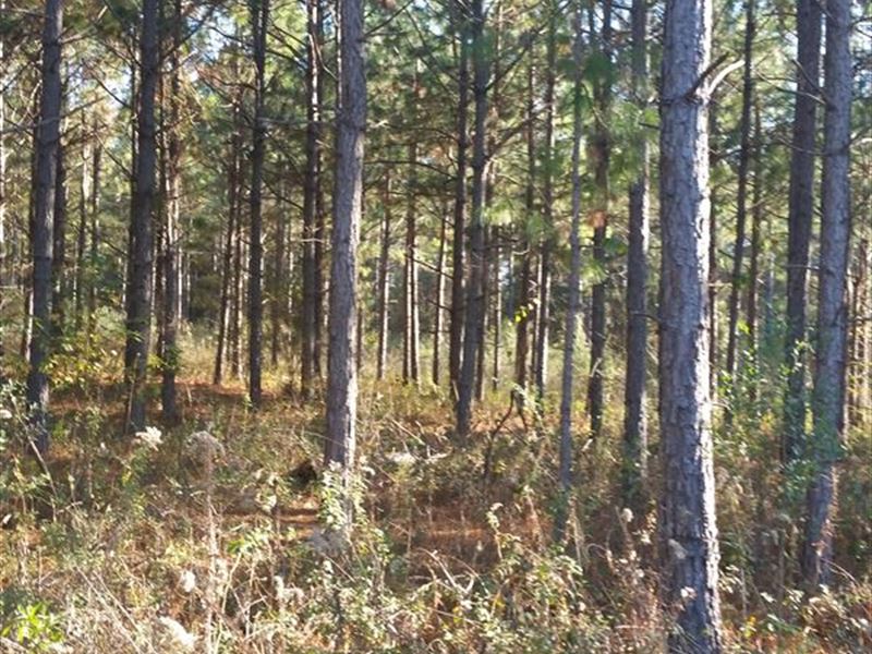 Timber, Hunting Tract W/ Large Pond : Morgan : Calhoun County : Georgia