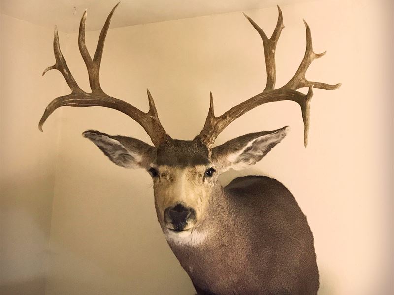 Mule Deer Haven : Dove Creek : Dolores County : Colorado