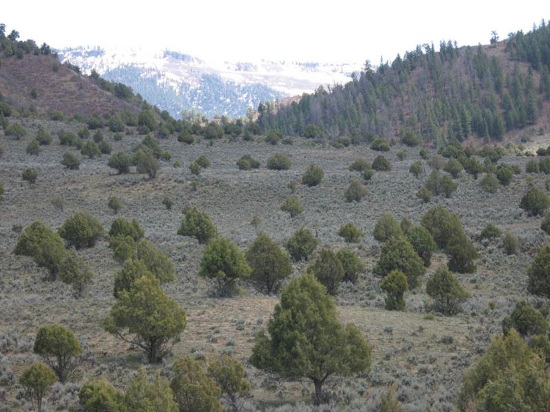 Pinon Hills Ranch Lot 34 : Pagosa Springs : Archuleta County : Colorado