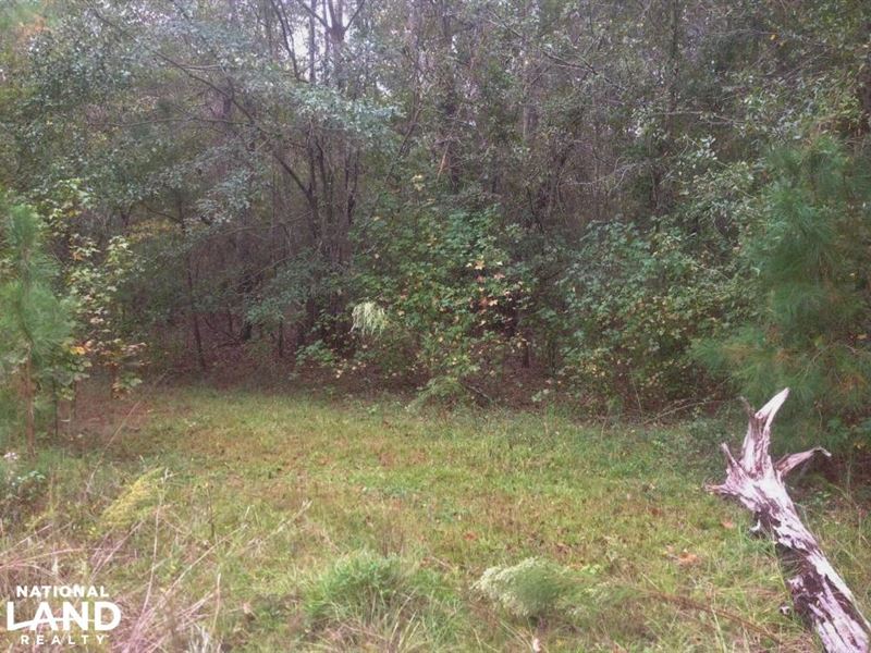 Hunting and Timber Acreage : Sumter : Sumter County : South Carolina
