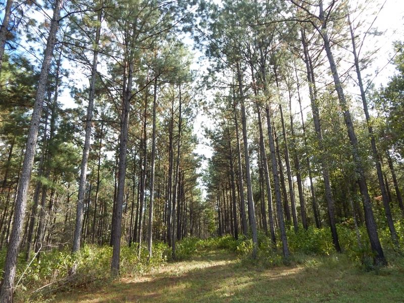 306 Acre, Timber Inv, & Hunting : Sandy Hook : Walthall County : Mississippi