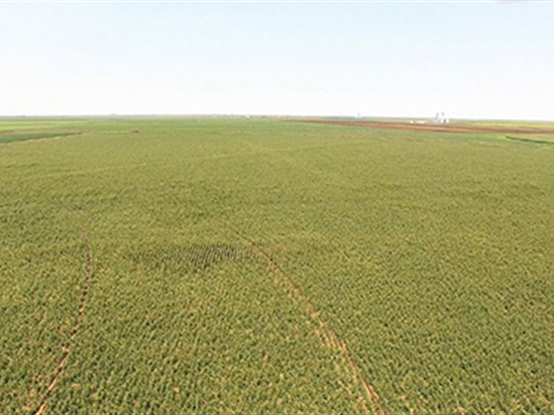 Irrigated Farmland Auction : Dumas : Hartley County : Texas