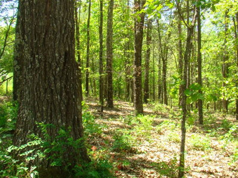 Secluded Acres Live Off The Grid Farm for Sale in Birch Tree, Shannon County, Missouri