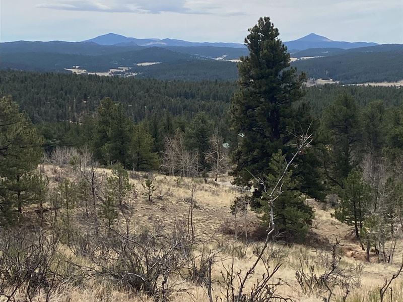 163 Comanche Trl : Florissant : Teller County : Colorado