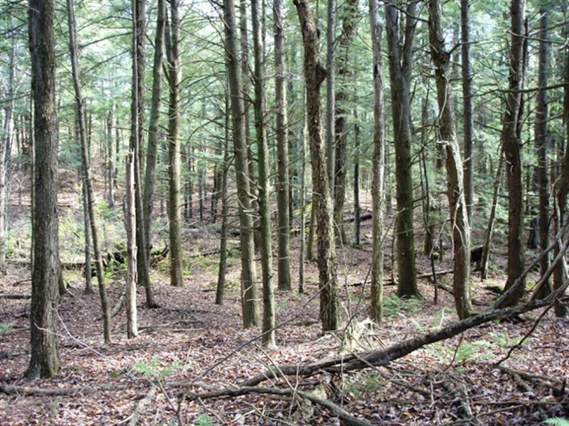 Borders Tug Hill State Forest : Diana : Lewis County : New York