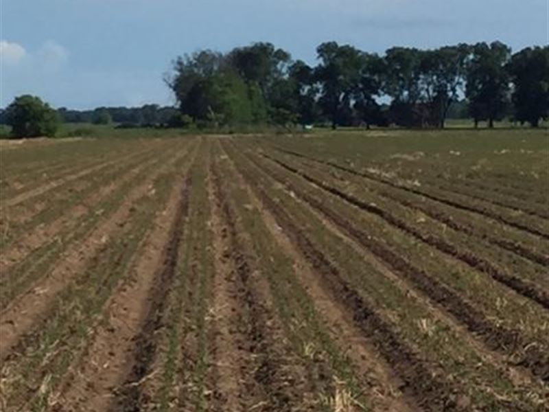 Chandler Farm Farm for Sale in Ruleville, Sunflower County