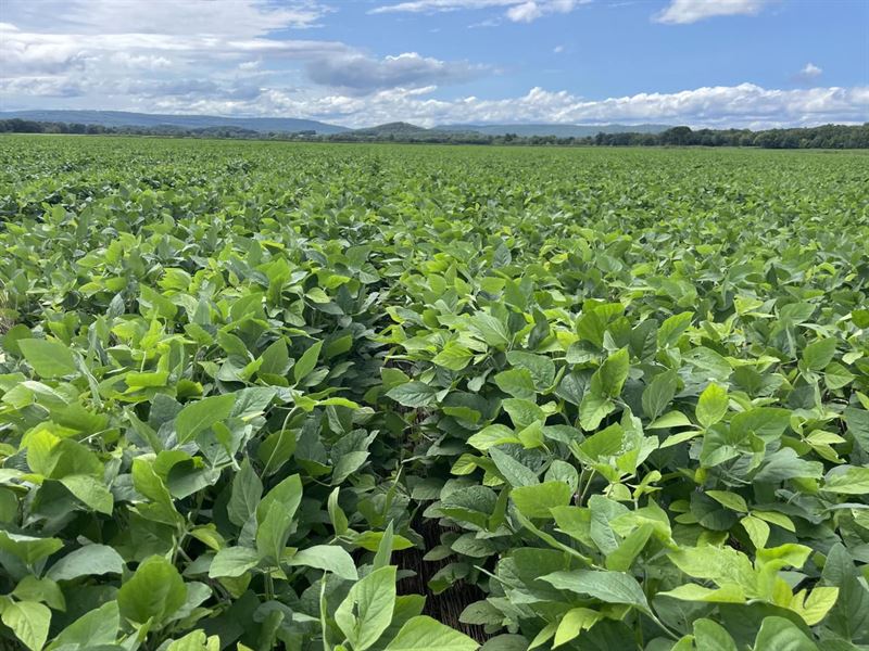 245 Acres of Row Crop Farm Land, Farm for Sale in Arkansas, 138200