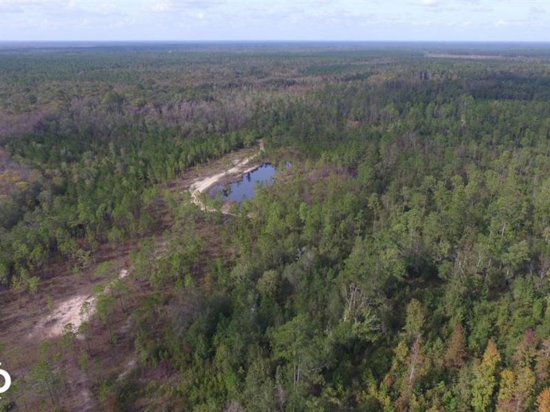 Buffalo Swamp Recreational Property : Darien : McIntosh County : Georgia