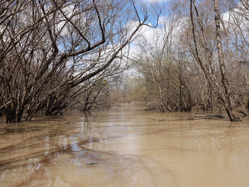 505 Acres L'anguille River Floo : Cherry Valley : Cross County : Arkansas