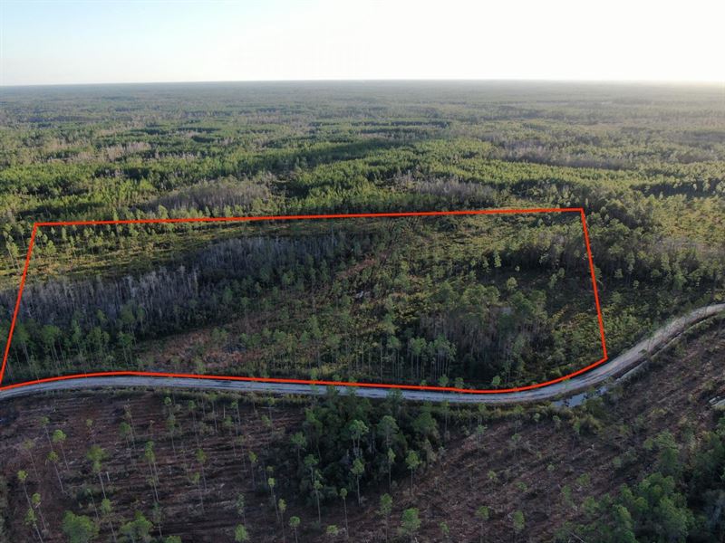 23 Acres Of Prime Hunting Land : Perry : Taylor County : Florida