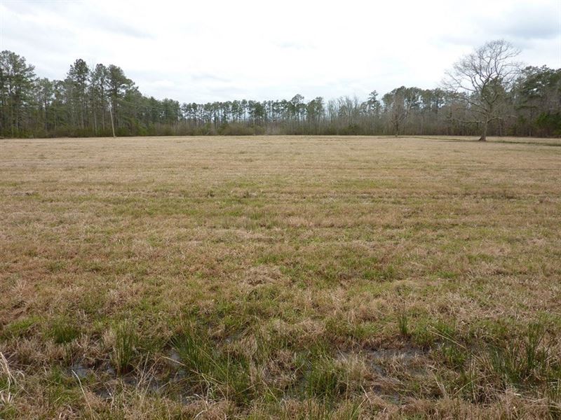 Scuppernong Enterprises : Columbia : Tyrrell County : North Carolina