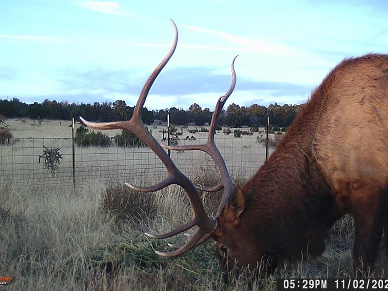 Mesa Draw Ranch : Mountainair : Torrance County : New Mexico