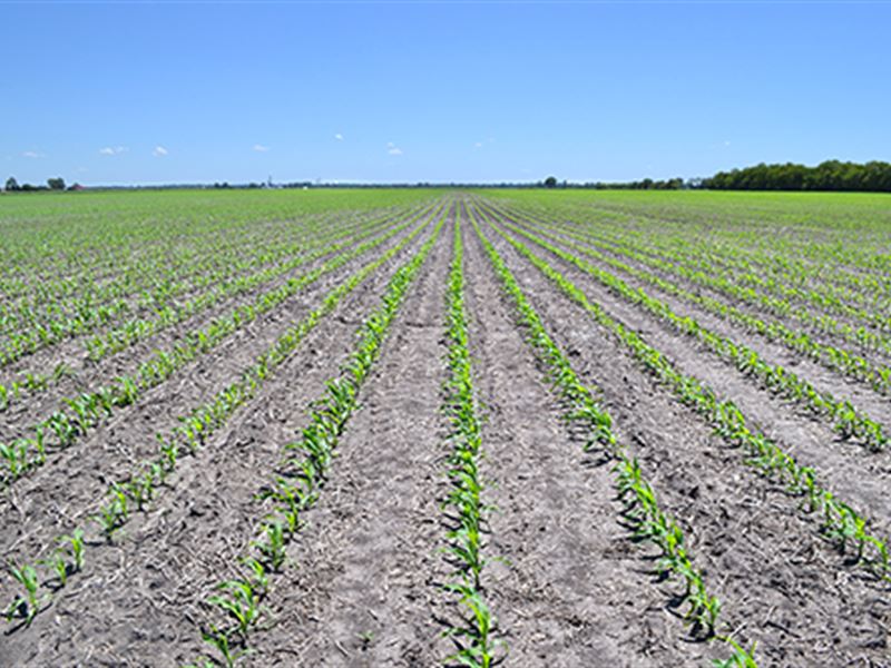 Major Illinois Land Auction : Bradley : Kankakee County : Illinois