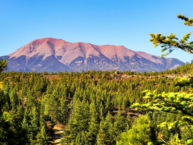 Wooded Mountain Homesite with Power : Weston : Las Animas County : Colorado