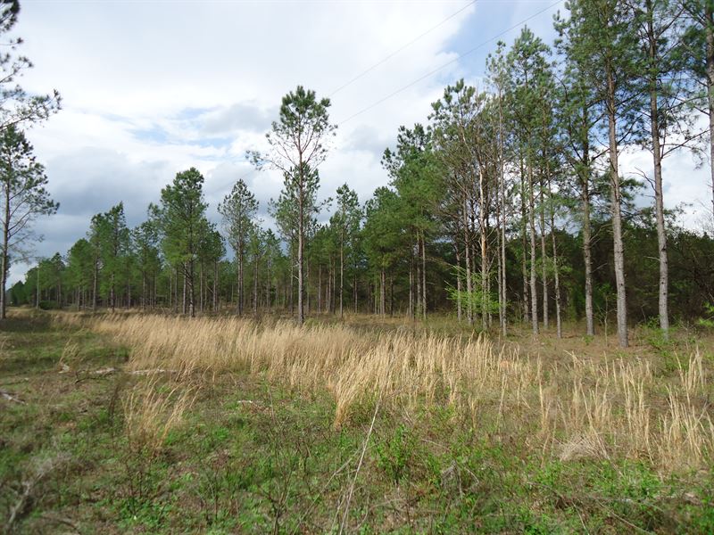 5 Acre Farms, 1000 Down, Farm for Sale by Owner in 140862