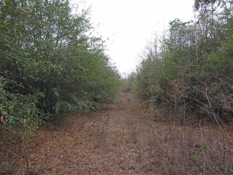 Price Reduced 60.83 Acres Wooded : Preston : Webster County : Georgia