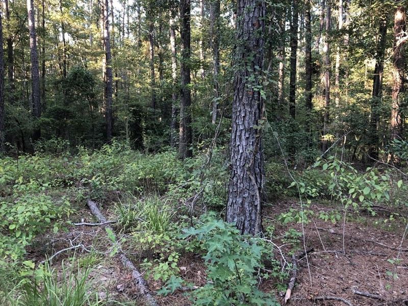 Blackie Camp Tract, Union Parish, 2 : Weldon : Union Parish : Louisiana