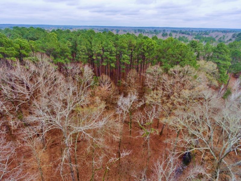 16.8 Acre Timber/Recreational Inves : Greenwood : Caddo Parish : Louisiana