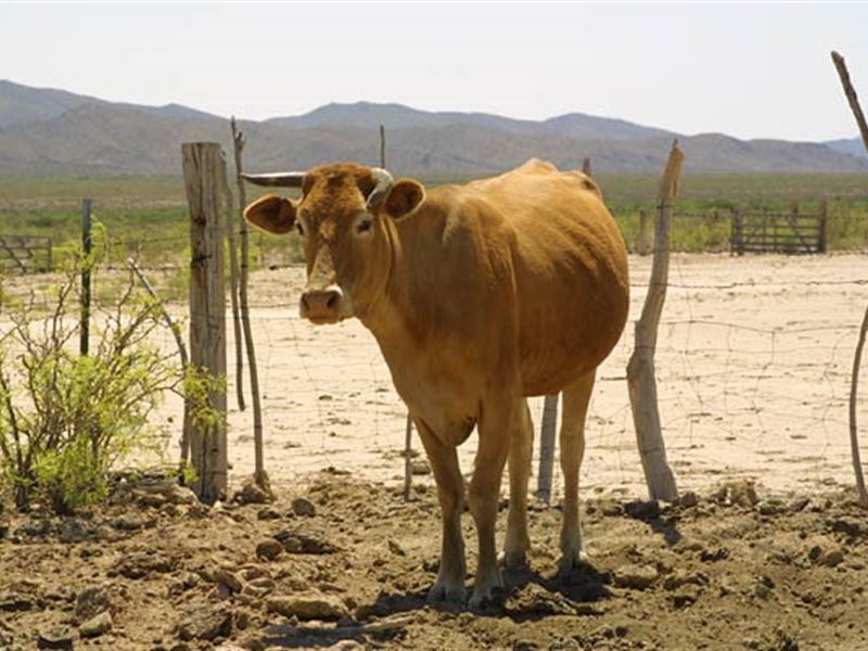 20 Acres, Fabens Ranch Only 154/Mo, Farm for Sale by Owner in Texas