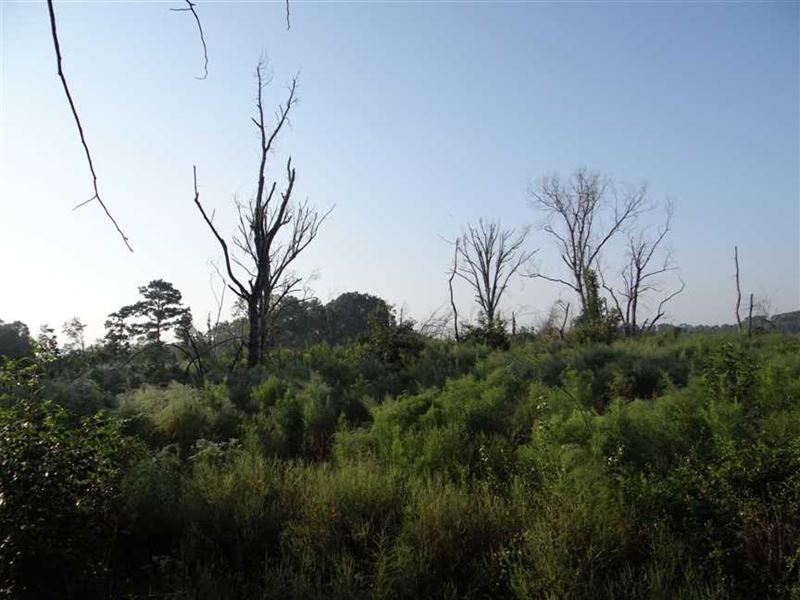 Crossing Tract, Bienville Parish Farm for Sale in Gibsland, Bienville