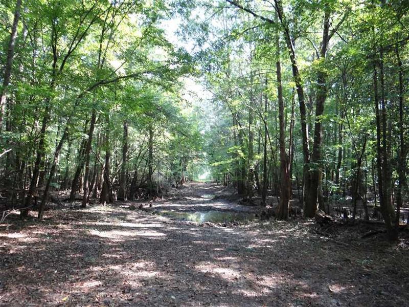 Black Lake Bayou Tract, Bienville, Farm for Sale in Louisiana, 141972