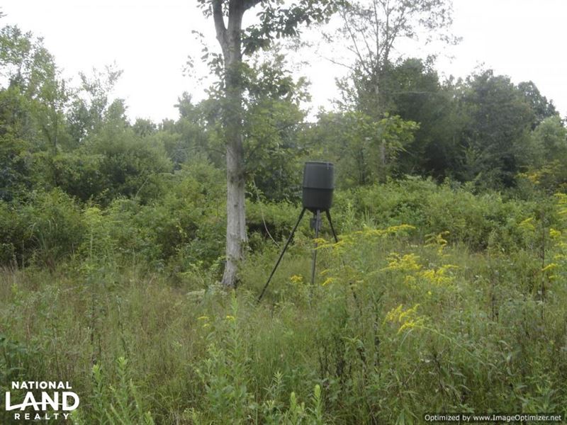 40 Acres Hunting Land Near Louisvil : Louisville : Winston County : Mississippi