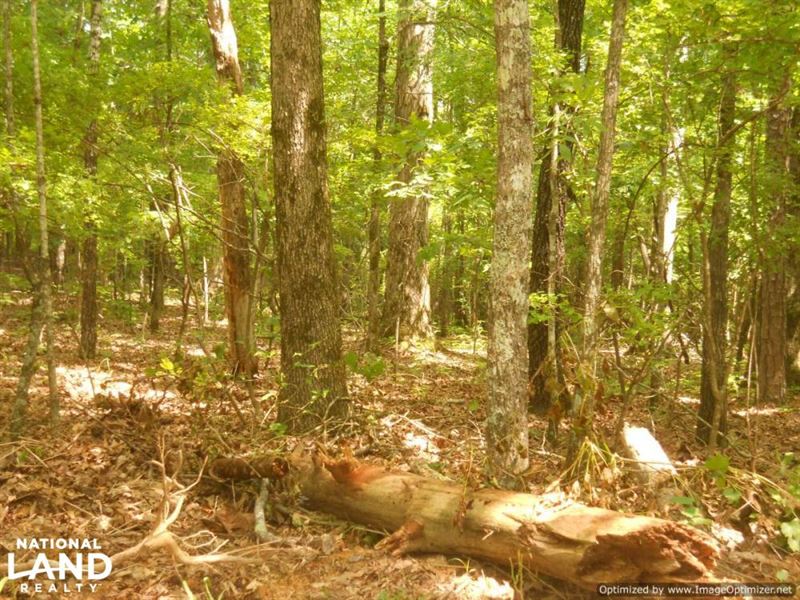 118 Acres of Hunting & Timber Inves : Duck Hill : Montgomery County : Mississippi