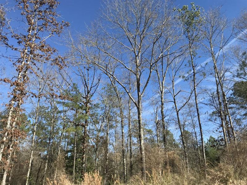 Gulfcrest Road Longleaf Timber : Citronelle : Mobile County : Alabama