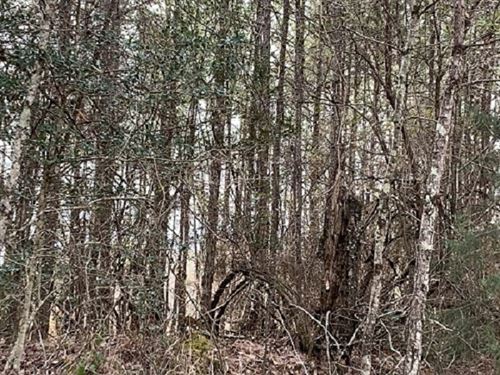 38 Ac Hunting Land In Butler County : Georgiana : Butler County : Alabama