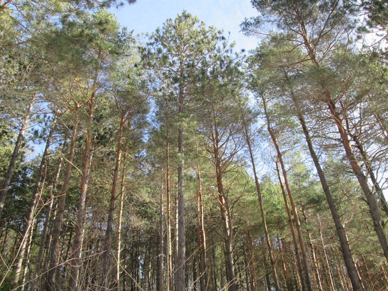 Brick Church Forest : Malone : Franklin County : New York