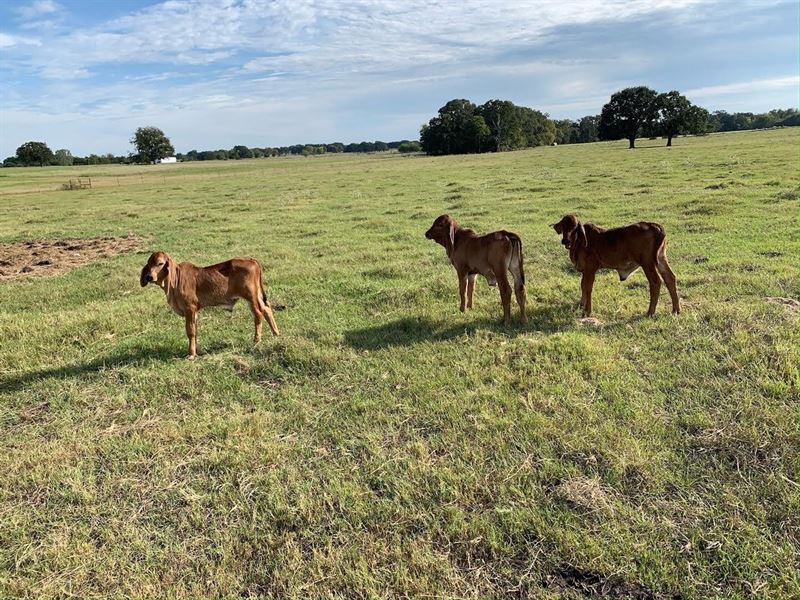 Canton Homestead : Canton : Van Zandt County : Texas
