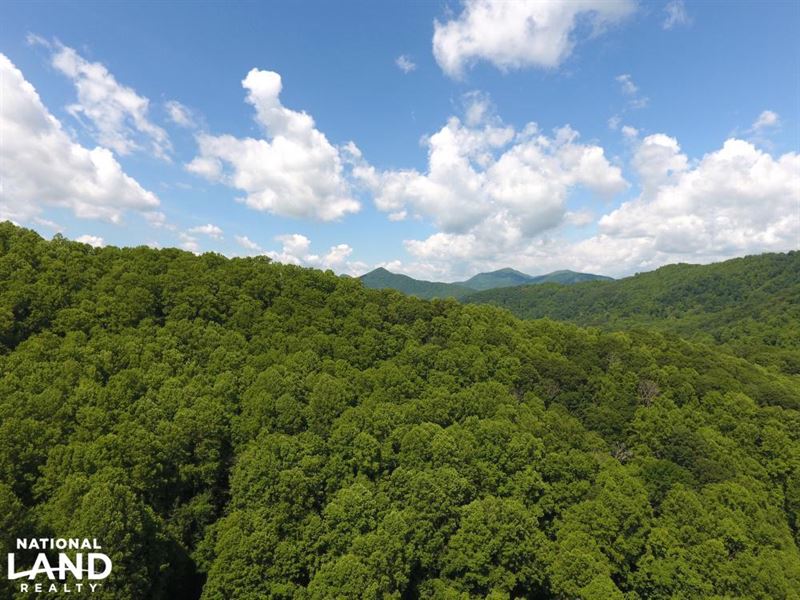Timbered Private Wilderness, Minute : Leicester : Buncombe County : North Carolina