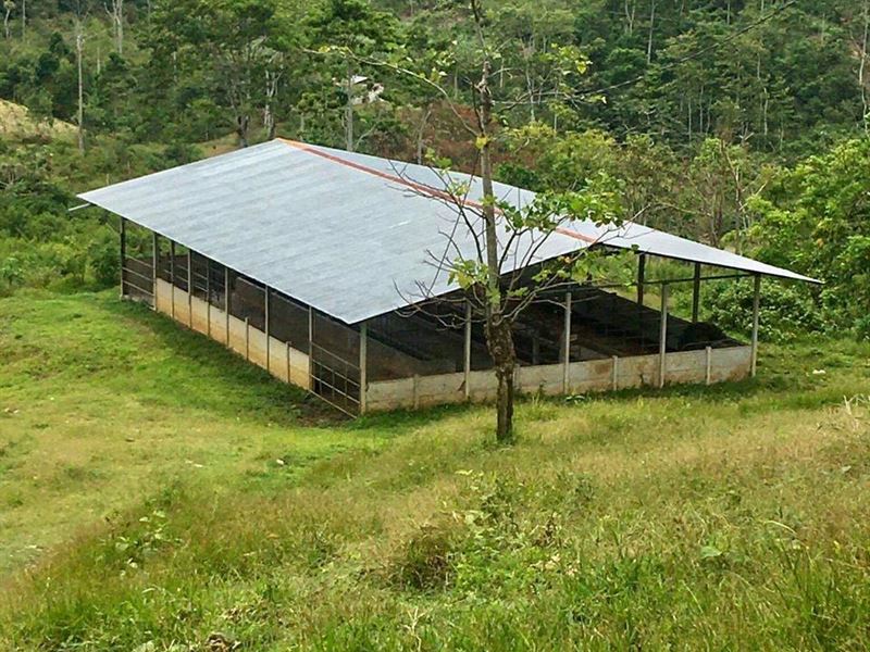 9.39 Ac Cattle Farm, Barn, Springs : Jabillos De Turrialba : Costa Rica