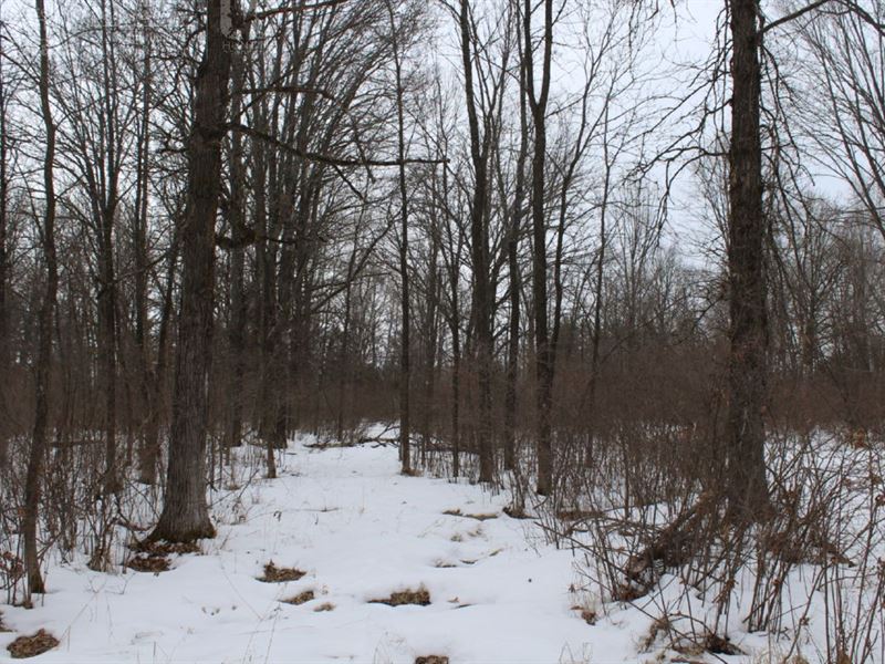 Hunting Parcel in A Great Qdm : Marshfield : Wood County : Wisconsin