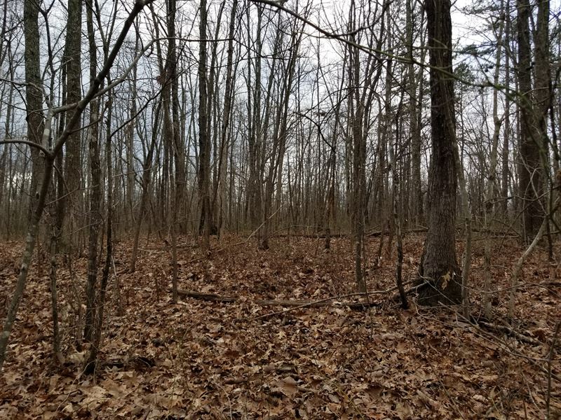 43.5+/- Acres Beautiful Woods/Creek : Altamont : Grundy County : Tennessee