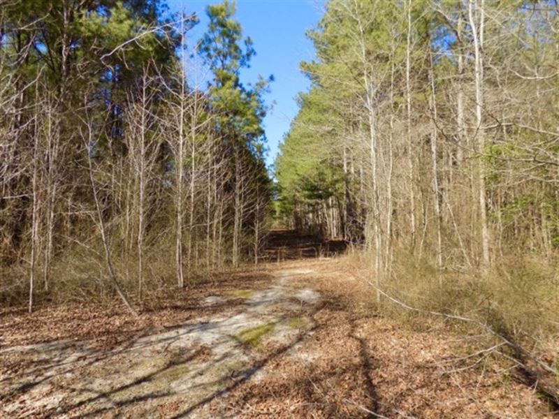 Wooded Acreage with Creek : Jefferson : Chesterfield County : South Carolina