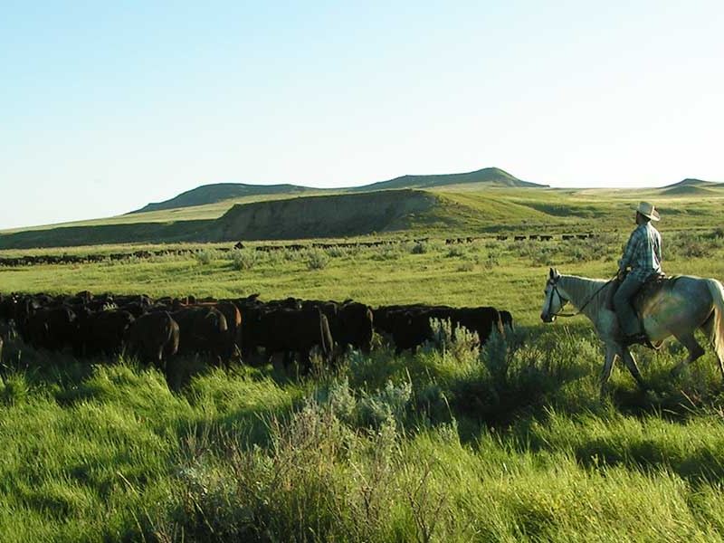 Cinch Buckle Ranch : Broadus : Powder River County : Montana