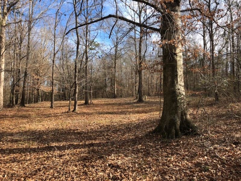 49.77 Acres/ Tylertown, Ms/ Bethleh : Tylertown : Walthall County : Mississippi
