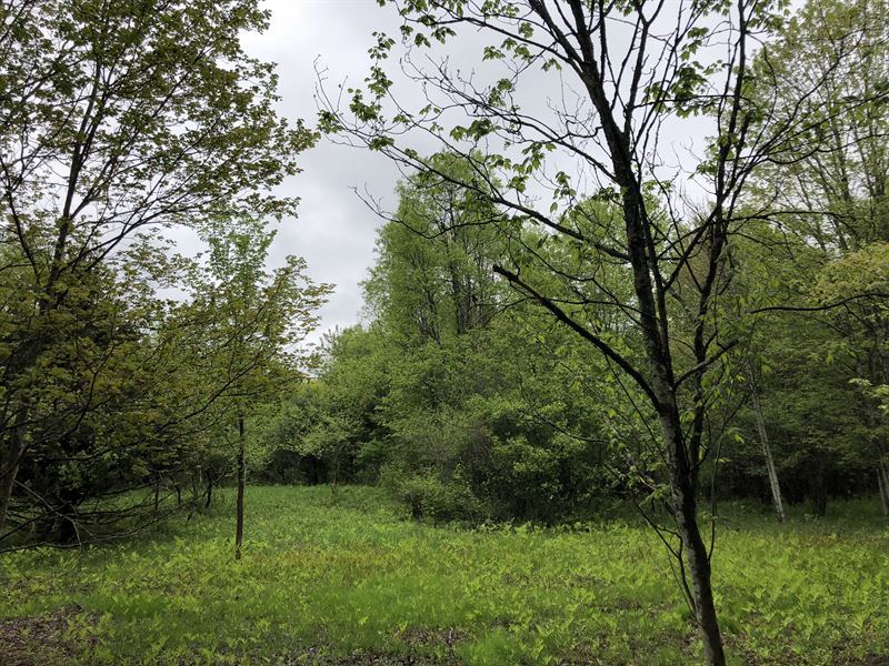 Curtiss Woods : Camden : New York County : New York