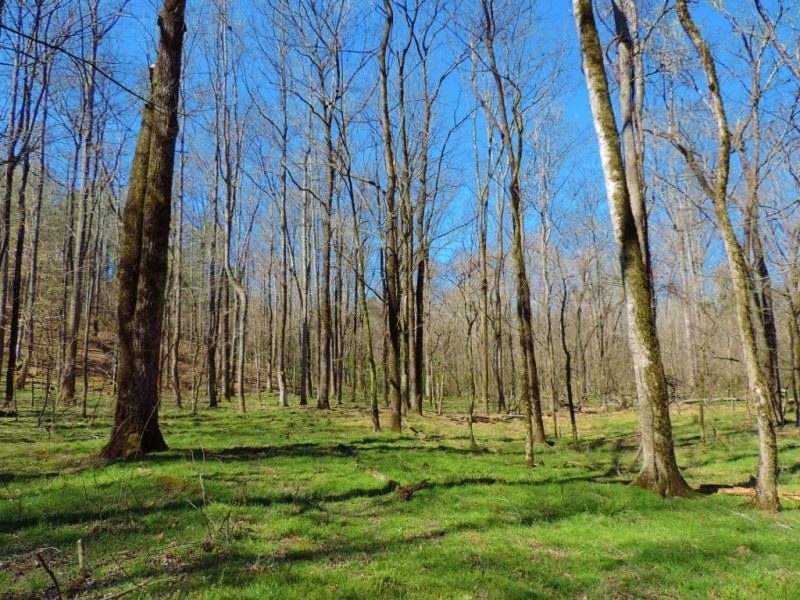 Timber, Home, & Pond : Greensboro : Greene County : Georgia