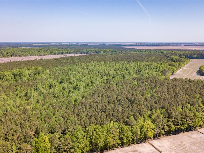 Great Timber Investment / Hunting : Pinetown : Beaufort County : North Carolina