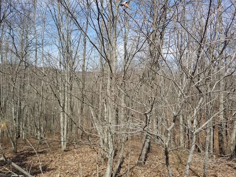 7.53+/- Acres Falling Cliff Drive : South Pittsburg : Marion County : Tennessee