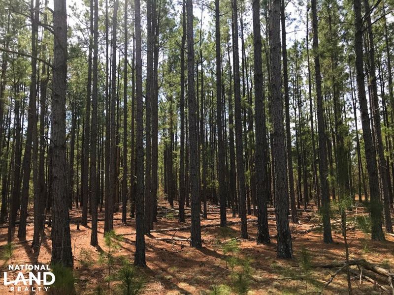 Weeks Road Recreational Timberland : Williston : Aiken County : South Carolina
