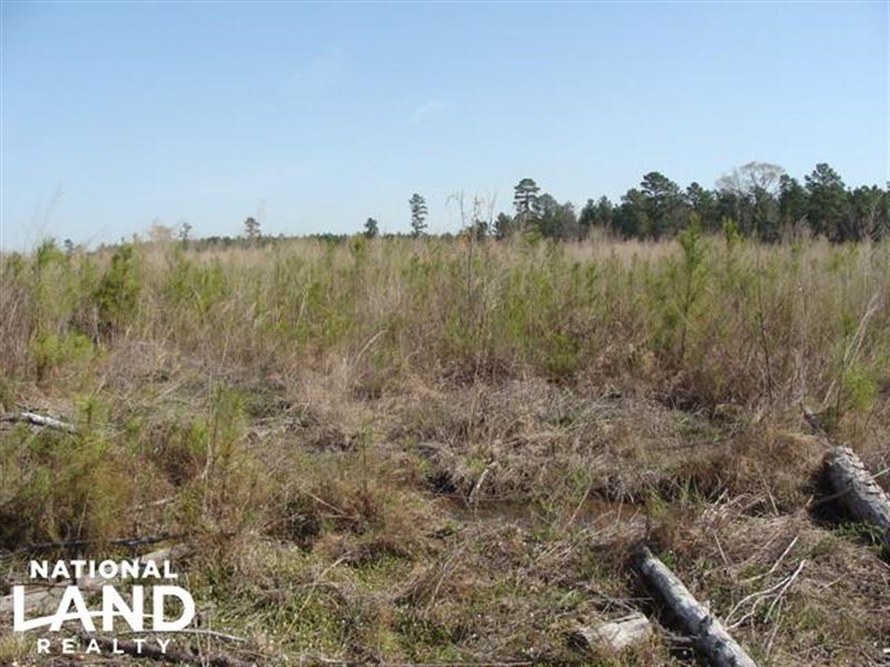 Deer Hunting Tract with Recently Pl : Hermitage : Bradley County : Arkansas