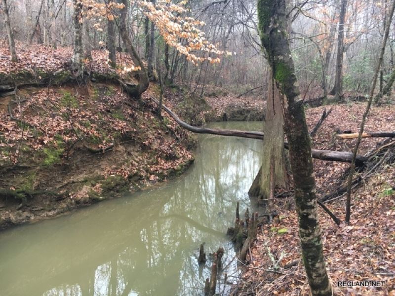 43.9 Ac - Timberland in 2 Tracts : Ashland : Natchitoches Parish : Louisiana