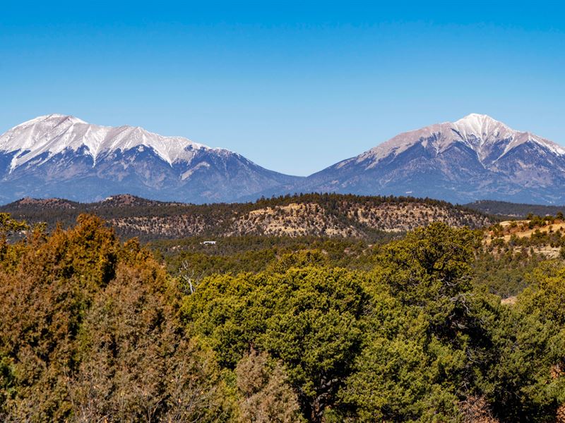 Wooded Mountain Homesite & Hunting : Trinidad : Las Animas County : Colorado