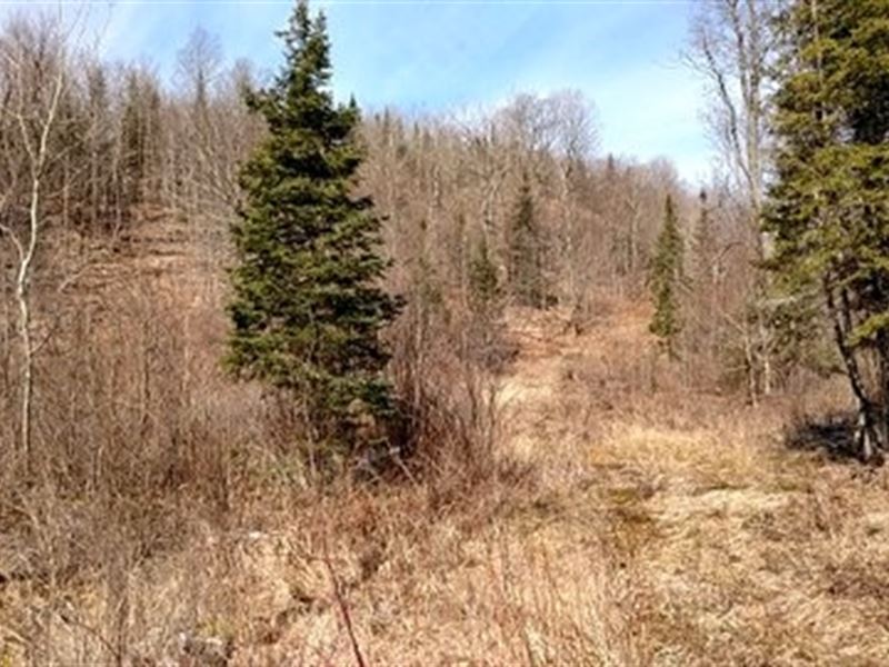 Pleasant Brook Forest : Santa Clara : Franklin County : New York