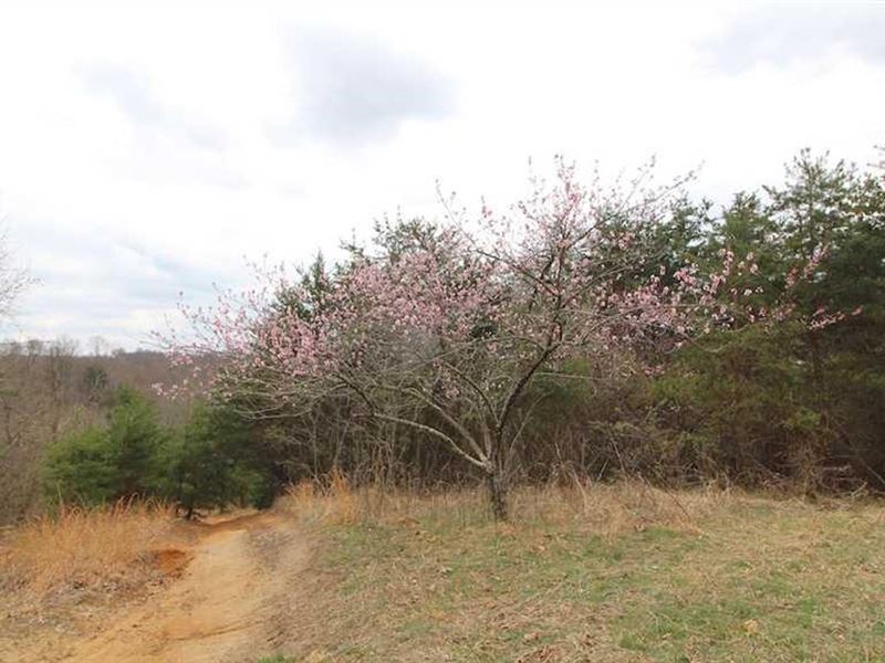 Cr 55, 329 Acres : South Point : Lawrence County : Ohio